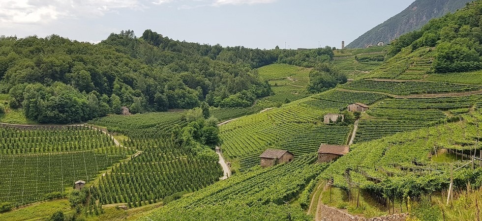 La tecnologia al servizio dei vignaioli Cavit: sistemi all’avanguardia per rendere più sostenibili le fasi cruciali della